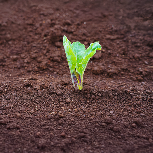 Early Growth HOME slider v2