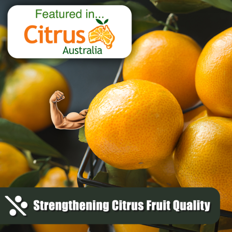 Strengthening Citrus v2