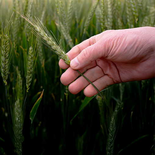 Wheat HOME slider v3